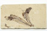 Two Cretaceous Fossil Fish (Scombroclupea) with Pos/Neg - Lebanon #201345-3